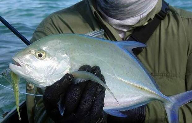 Каранкс-рыба-Описание-особенности-и-среда-обитания-рыбы-каранкс-11
