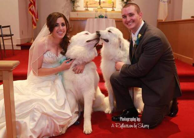 Great Pyrenees | It's Dog or Nothing