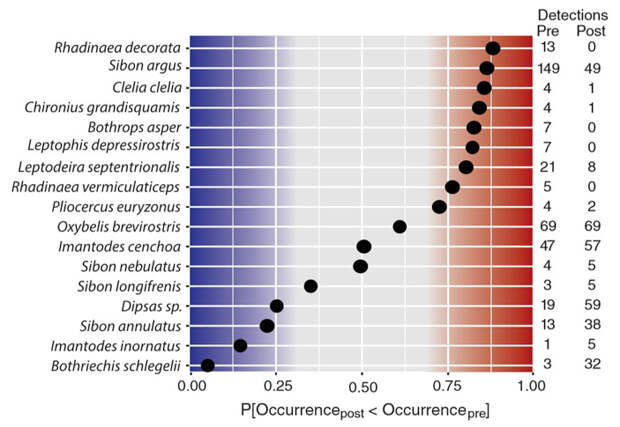 Рис. 4. Изменения встречаемости 17 видов змей, зарегистрированных в ходе учетов в парке «Омар Торрихос» более пяти раз. Черные кружочки отмечают вероятность того, что данный вид после вспышки хитридиомикоза встречался реже, чем до нее. Если значения вероятности ближе к единице, то вид сократил встречаемость после эпизоотии, а если к нулю — то, наоборот, увеличил. В столбцах справа отмечено количество встреч до и после вспышки Bd. Как можно заметить, больше половины видов змей стали встречаться реже. Рисунок из обсуждаемой статьи в Science