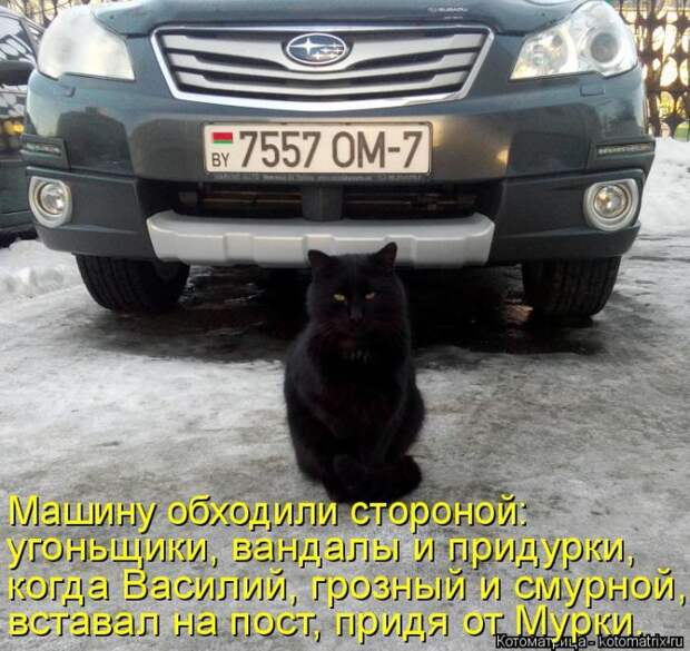 Лучшие котоматрицы недели (50 фото)