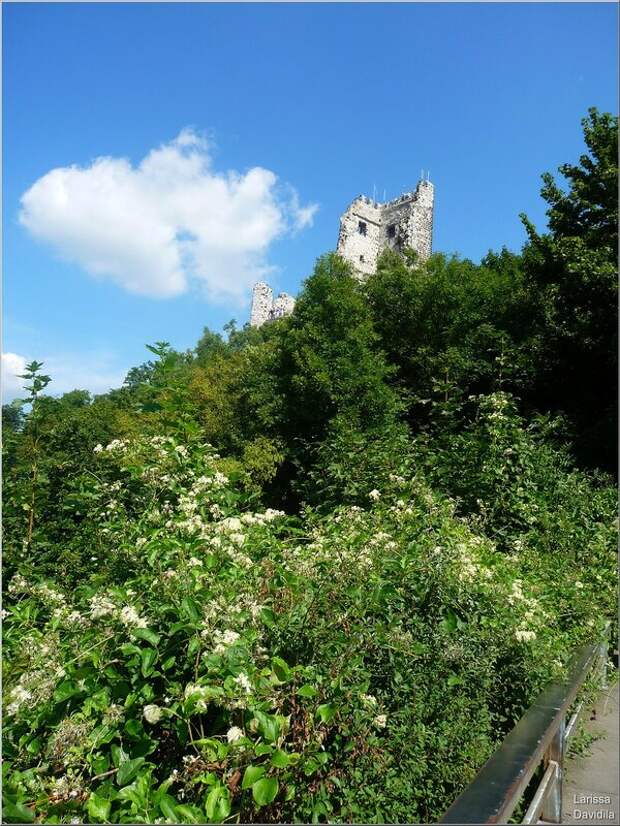 Развалины замка Драхенфельс