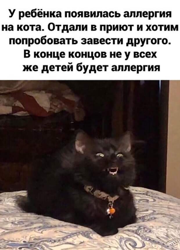 Аллергия Аллергия