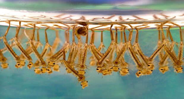 Личинки комара дыхательными хвостиками вверх, головами вниз. Фото Яндекс.Картинки.