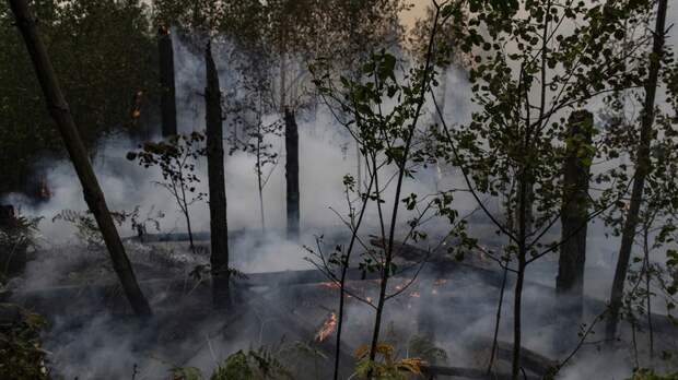 Площадь пожара в Ростовской области выросла до 50 га