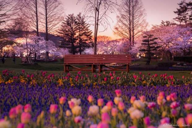Закат в уютном японским парке в префектуре Сидзуока.