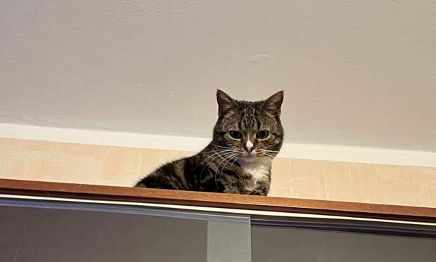 Эксперт Макушкина: кошки могут заразиться чумой и лишаем в ветклинике