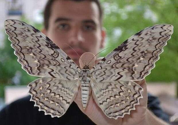 Самая большая ночная бабочка в мире — Совка агриппина.  Размах крыльев 28 см. настроение, подборка, это интересно