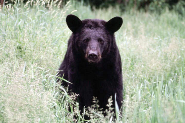 Что делать если пошел в лес и встретил медведя лицом к лицу