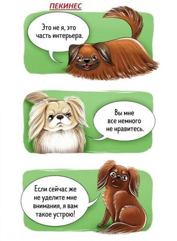 Весёлый гид по породам собак Породы собак, особенности пород, собаки, юмор