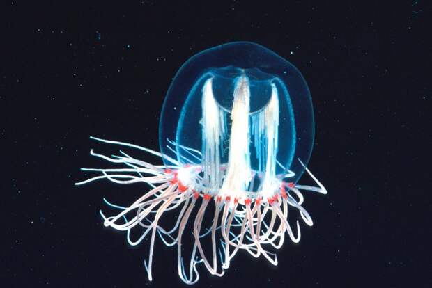 5 фото бессмертной медузы Turritopsis Nutricula, которая знает секрет вечной молодости