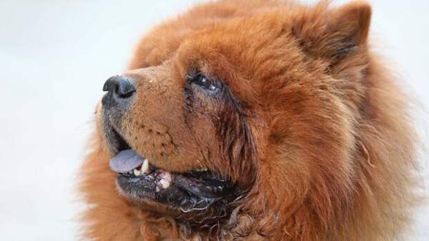 Собаки-чистюли: лучшие породы для тех, кто не переносит грязь в квартире