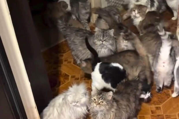 Baza: в Москве квартирантка превратила съемное жилье в приют для 30 кошек