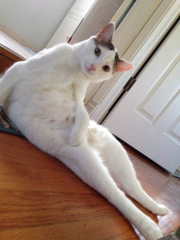 Кошки, которые научились вести себя как люди