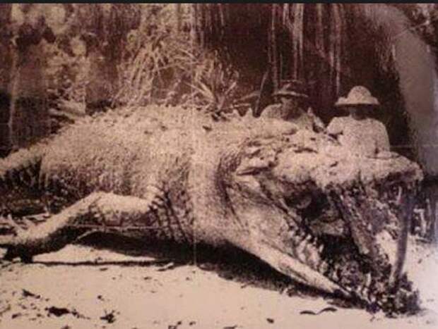 Крокодил Крис и его убийцы, 1957 год, Австралия было, история, фото