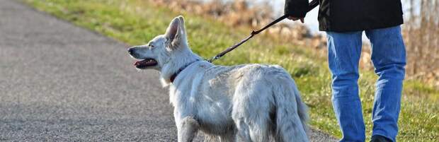 В Алматинской области выявили хозяина собаки, выгуливавшего пса, находясь в микроавтобусе