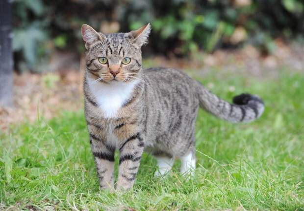 Смадж Smudge кот, кот спас мальчика, кошка года Британии National Cat of the Year  