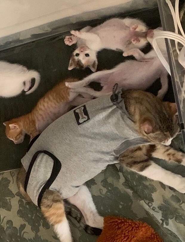 Животные в манеже Кошка с котятами