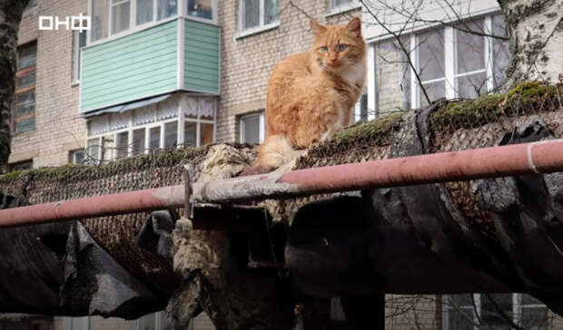 Эксперты посчитали число бездомных котов, которые смогут согреться в Нижнем Новгороде