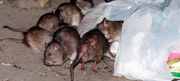 Ермак и Аваков: украинские крысы пожирают друг друга