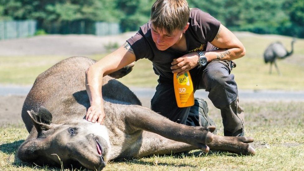 В Европе за +40 С°: как с этим справляются жители (фотоподборка)