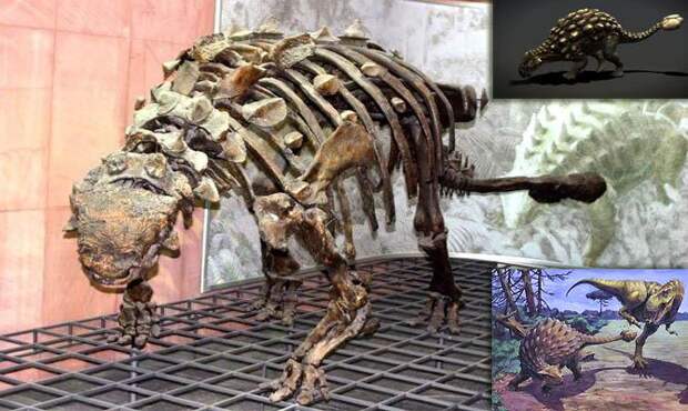 Интересные факты о динозаврах, анкилозавр
