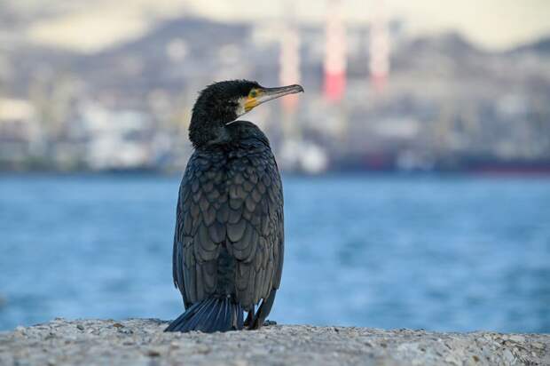 Эксперт Липкович: ростовский «пингвин» на самом деле был птенцом баклана