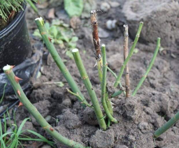 Как правильно укрыть розы на зиму – лучшие варианты зимнего укрытия