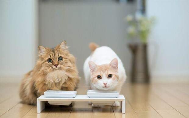 Интересные факты о домашних животных, кот пьет молоко, кошки и молоко
