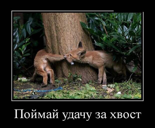 Демотиваторы (30 фото)