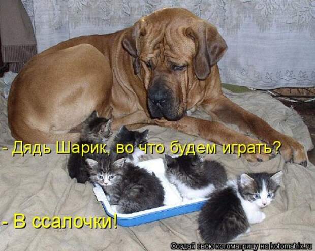Новая котоматрица (36 фото)