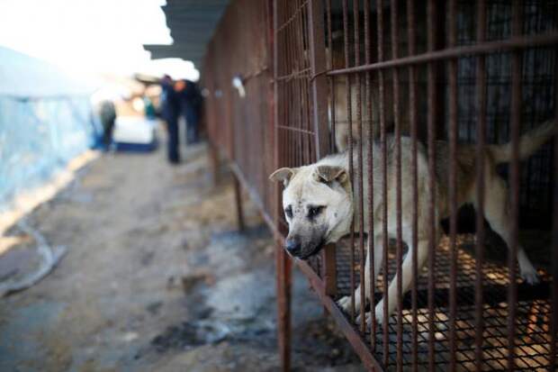 В Южной Корее активисты спасли 200 собак от съедения