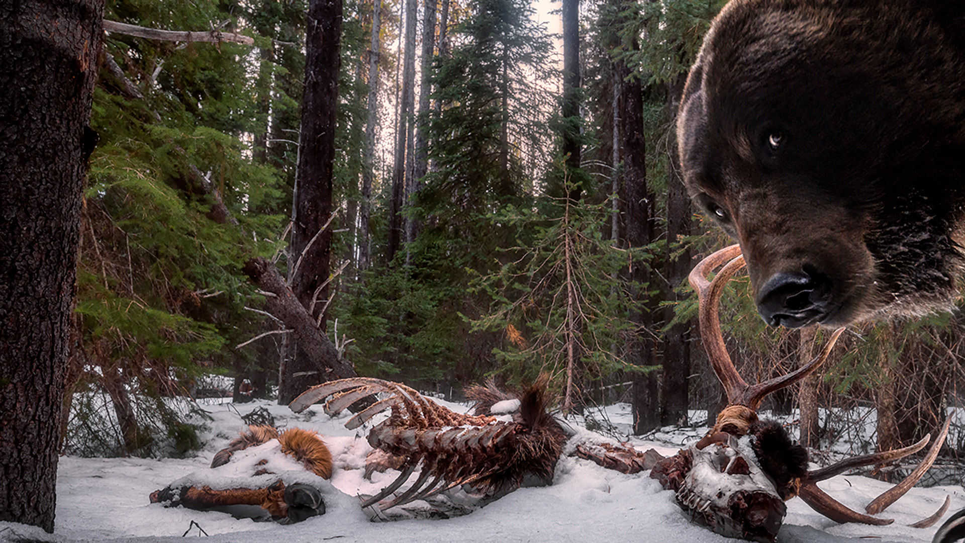 : Zack Clothier / 2021 Wildlife Photographer of the Year Дикие снимки