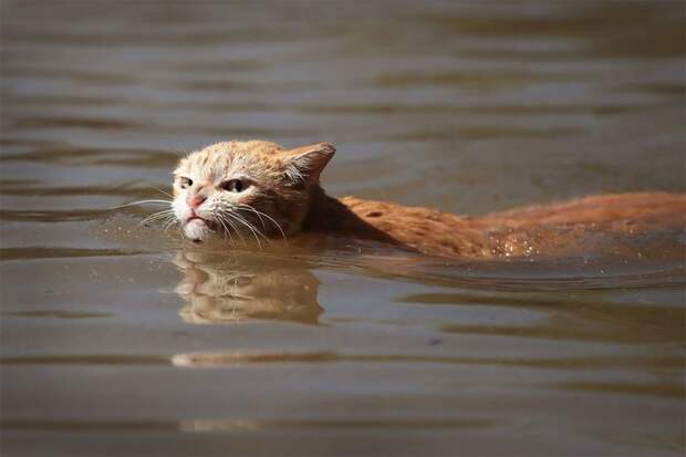 Кошка пытается найти сухую землю вокруг жилого комплекса в Хьюстоне после того, как налетел Харви 30 августа 2017 год, животные, звери, красота, милота, питомцы, птицы