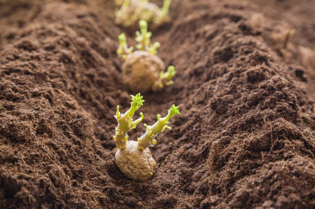 Агрономы назвали лучшие сроки и условия посадки картофеля