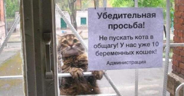 Креативные российские запреты и объявления (13 фото)