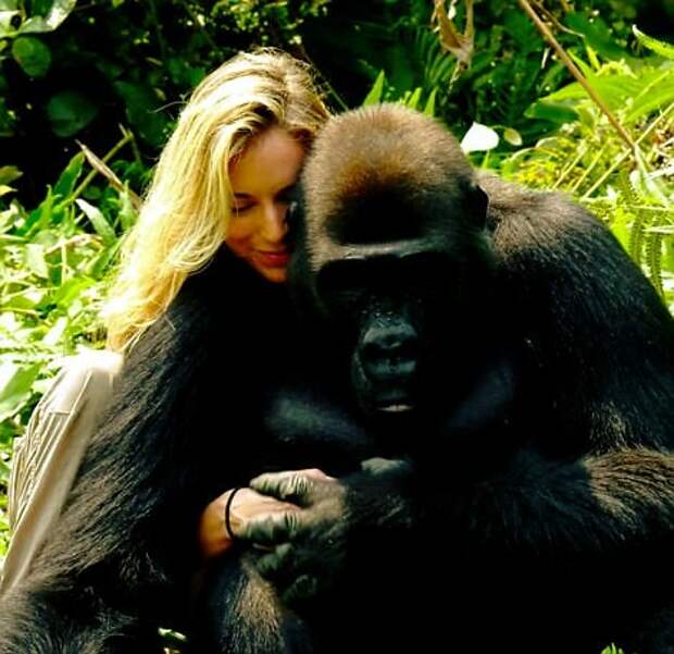 Миллионер-эколог познакомил жену со своей обезьяньей семьей выращенные в неволе, гориллы, животные, знакомство с гориллой, зоозащитники, миллионер, обезьяны, странная дружба