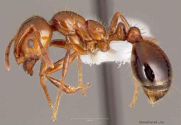 ant00 Топ 10. Самые опасные насекомые в мире