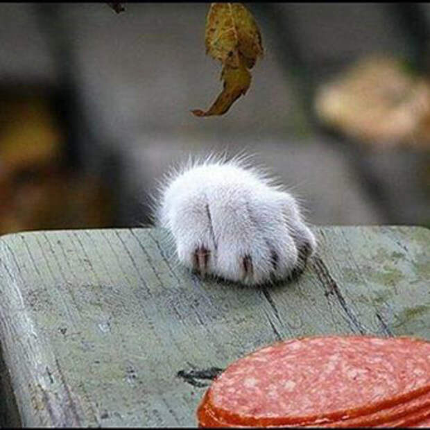 как отучить котенка от корма