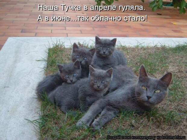 Забавные котоматрицы