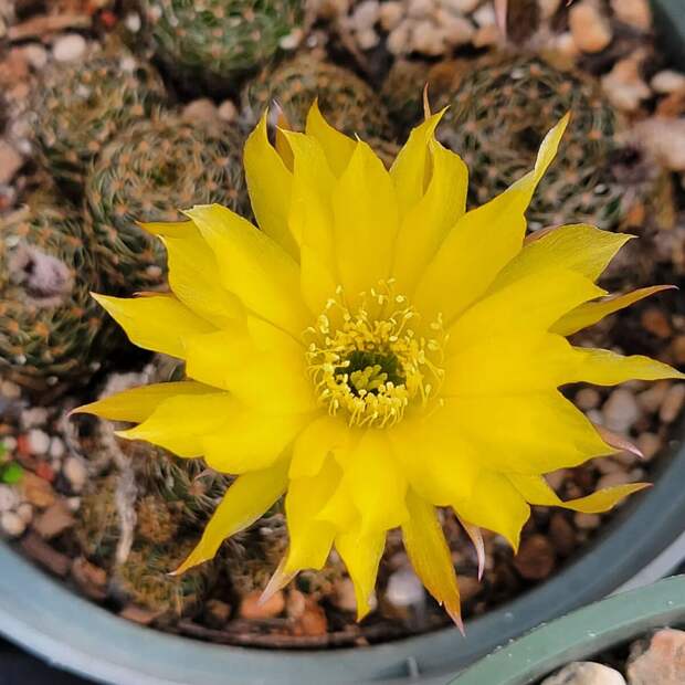 Echinopsis Ancistrophora subs. Arachnacantha @peacockhortnursery