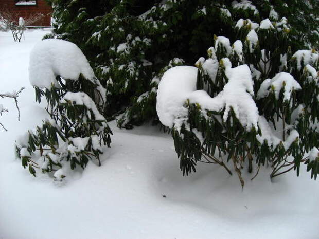 Рододендроны зимой