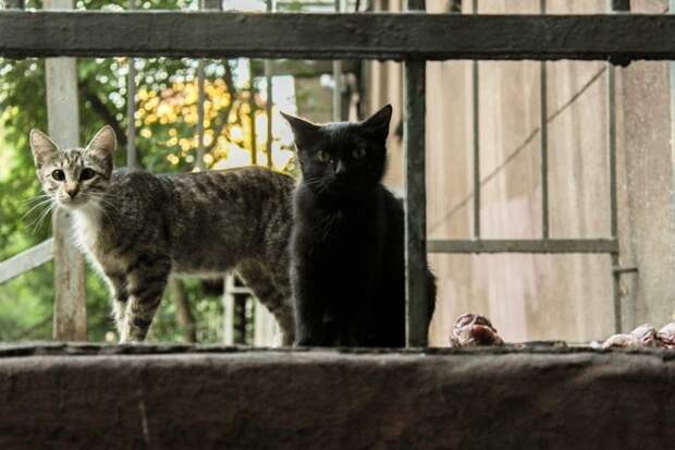 Очень колоритные уличные коты бездомные, город, кот, кошка, улица, уличные кошки, эстетика