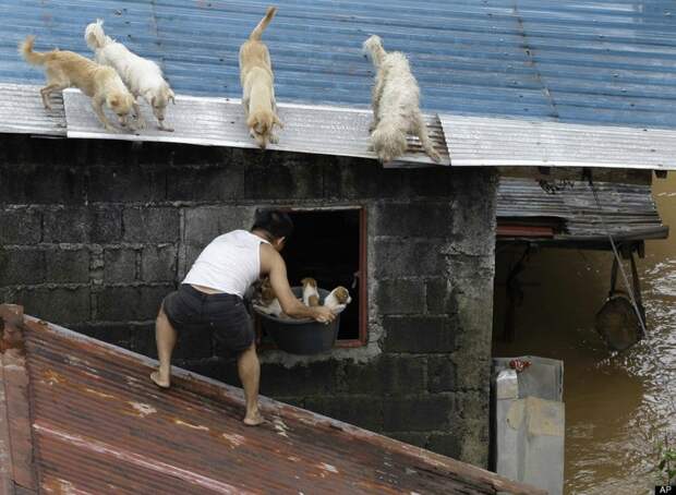 14. Мужчина, спасший четверых щенят во время наводнения на Филиппинах сила, фотография