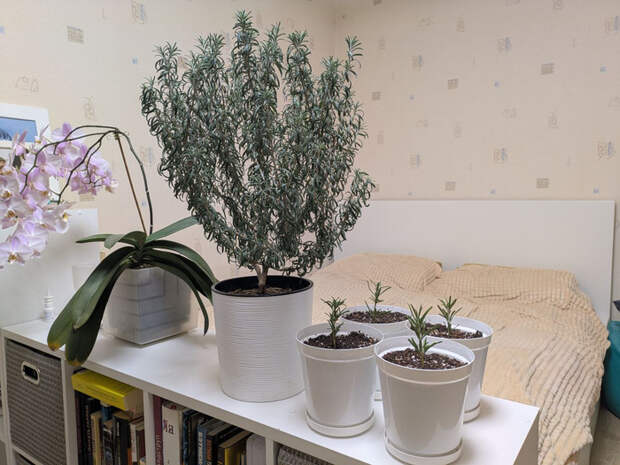 Розмарин из черенков дома