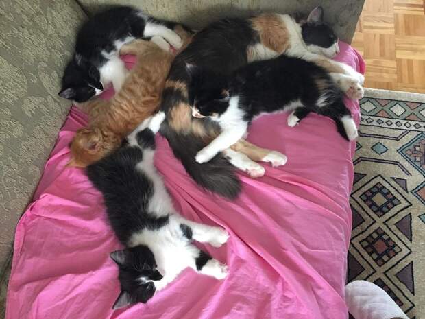 беременная кошка искала помощи кошка и котята