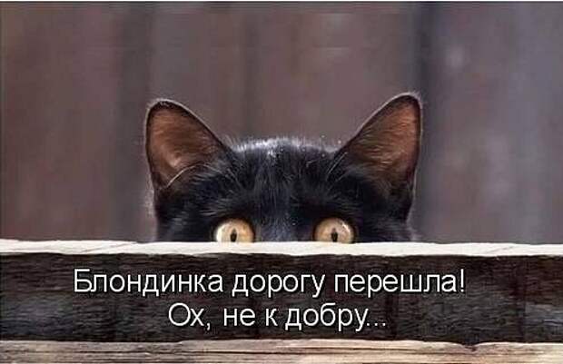 смешные фото
