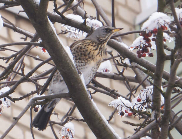 Ученый рассказала, каких птиц зимой 2026 года больше, и что им положить в кормушку