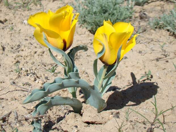 Тюльпан Борщева - одно из самых часто встречающихся растений многих пустынь Цветение, красота, пустыня, удивительное, факты, фауна, цветы