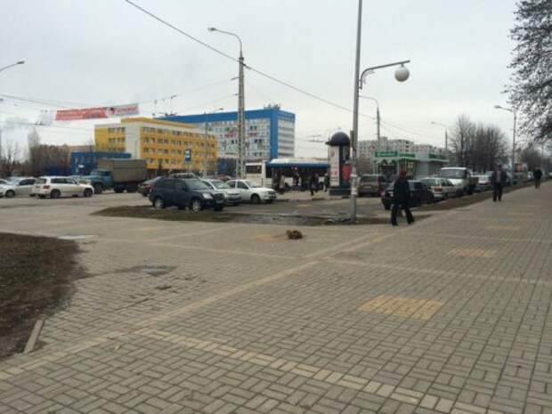 Кот Хатико в Белгороде на улице Губкина (5 фото)