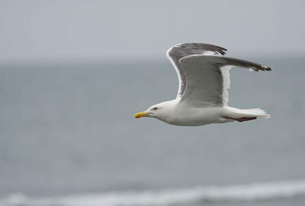 В Стамбуле во время матча футболисты реанимировали сбитую мячом чайку